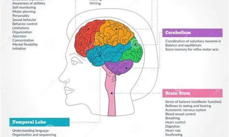 Anatomi Otak dan Memori Struktur otak manusia yang mengelola memori dan persepsi