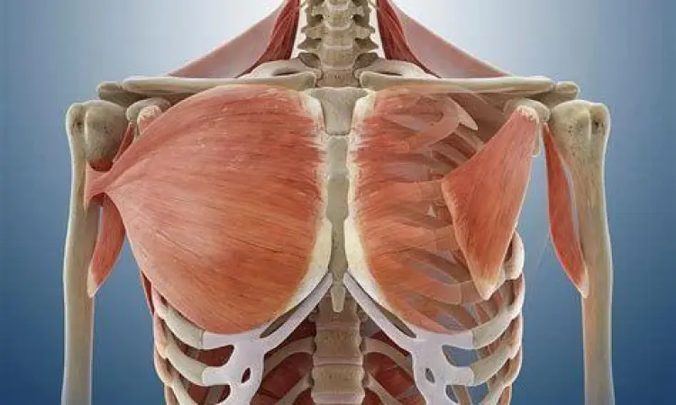 Anatomi Otot Pektoralis Anatomi otot dada wanita pektoralis