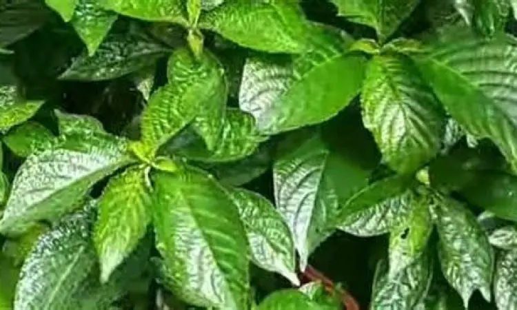 Budidaya tanaman keji beling di pot rumah