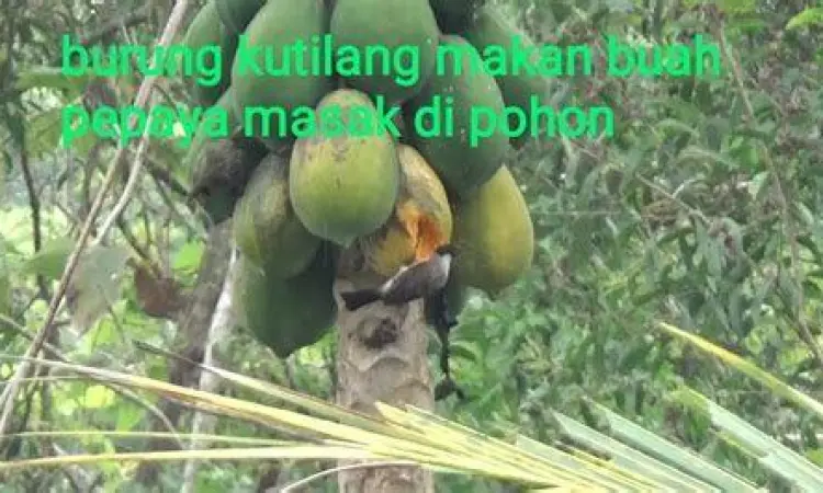 buah pepaya segar pakan kutilang