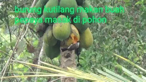 Pepaya Pakan Utama Kutilang buah pepaya segar pakan kutilang