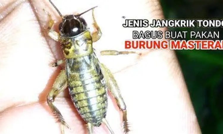 Jangkrik untuk Stamina jangkrik sebagai extra fooding kutilang