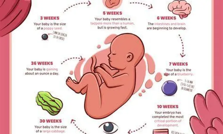 Perkembangan Janin Tahapan perkembangan janin yang membutuhkan nutrisi