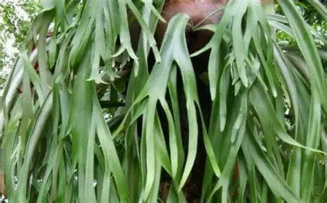 Struktur Daun Platycerium Detail anatomi daun paku tanduk rusa