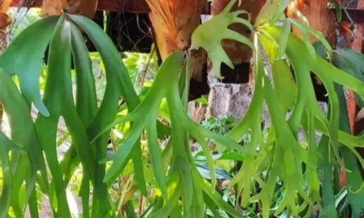 Paku tanduk rusa menempel pada papan kayu