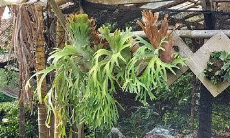 Perawatan daun paku tanduk rusa dari hama