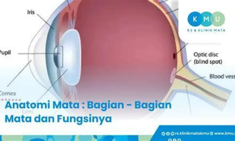 Ilustrasi anatomi mata yang mengalami iritasi ringan