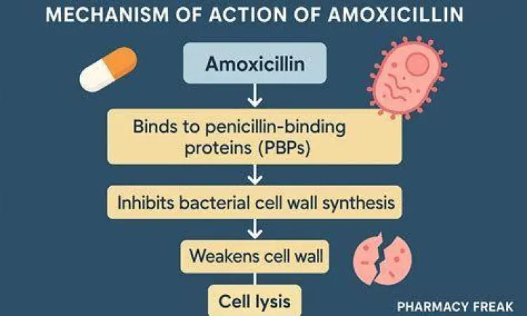 Mekanisme kerja amoxicillin menghambat dinding sel bakteri