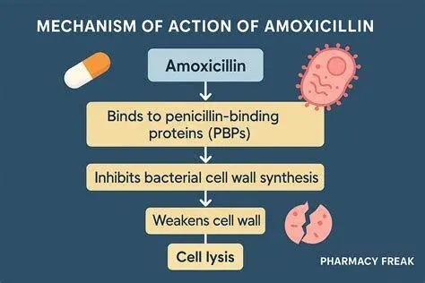 Cara Kerja Moxigra Mekanisme kerja amoxicillin menghambat dinding sel bakteri