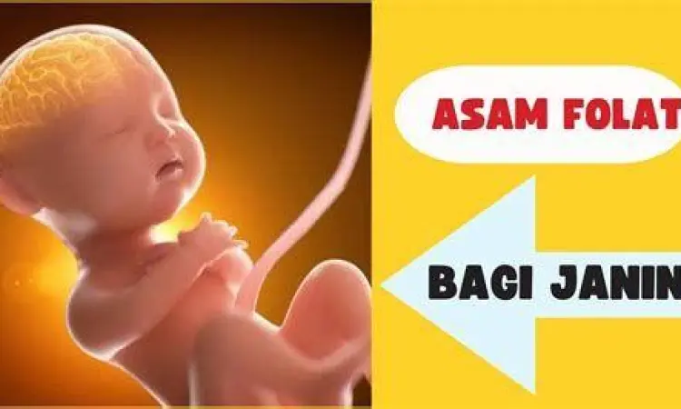 Ilustrasi perkembangan janin sehat berkat asam folat