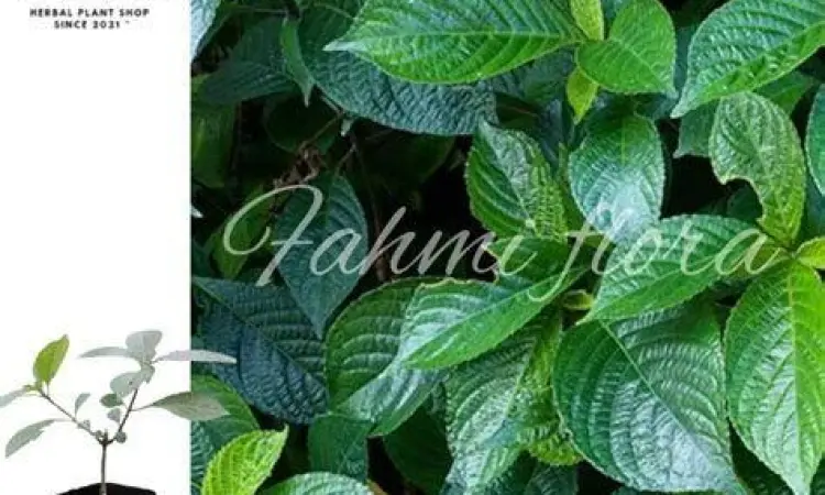 tanaman strobilanthes crispus hijau segar di pot