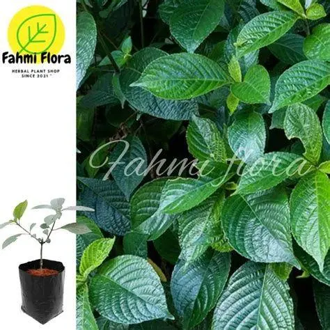 Tanaman Keji Beling tanaman strobilanthes crispus hijau segar di pot