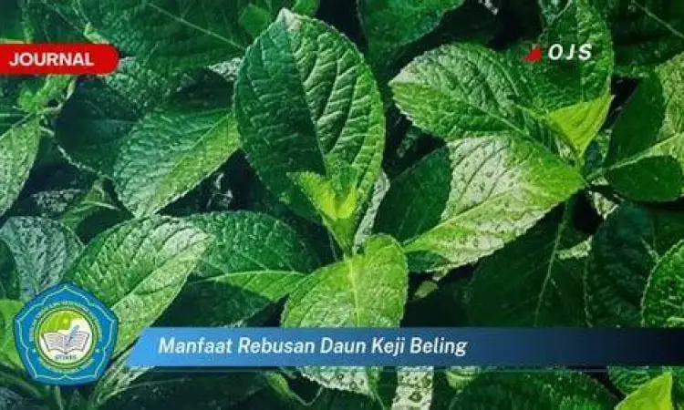 air rebusan daun keji beling dalam gelas