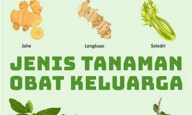 koleksi tanaman obat keluarga di taman