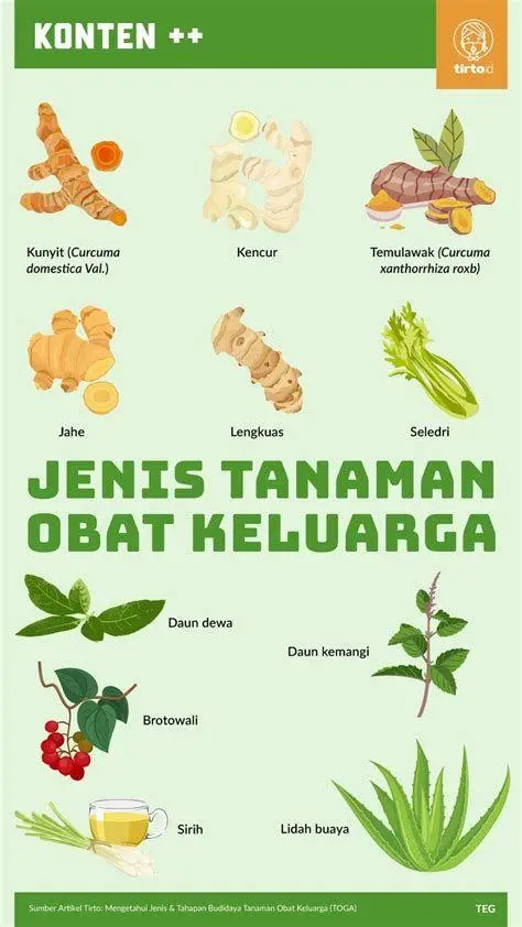 Taman Obat Keluarga koleksi tanaman obat keluarga di taman
