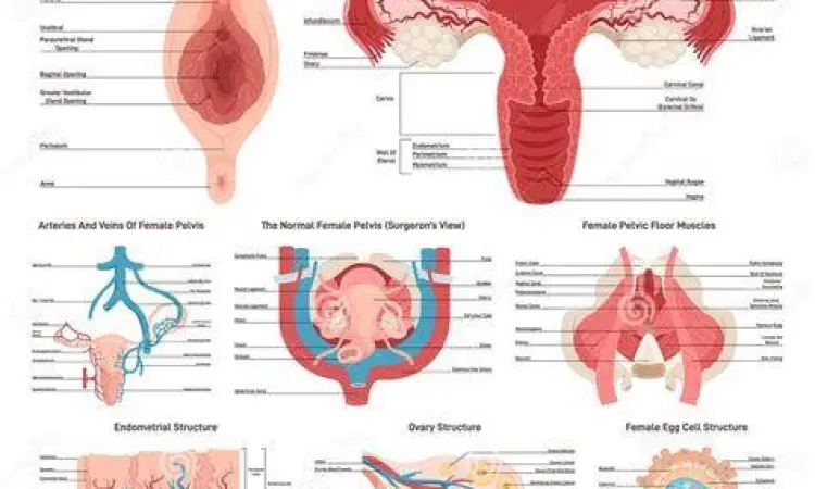Struktur anatomi eksternal organ reproduksi wanita