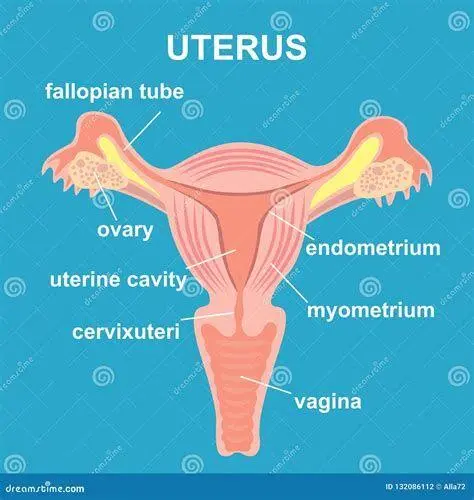 Organ Internal Reproduksi Wanita Diagram rahim tuba falopi dan ovarium pada wanita