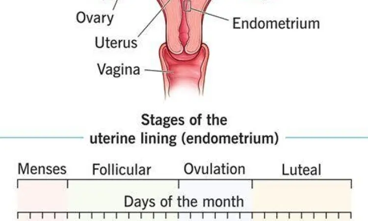 Anatomi Endometrium Anatomi rahim wanita dengan lapisan endometrium yang menebal