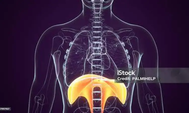 Anatomi otot diafragma manusia yang terlibat dalam proses cegukan