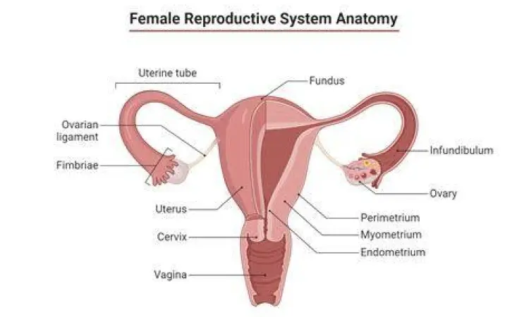 Anatomi sistem reproduksi wanita yang sehat