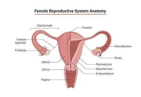 Sistem Reproduksi Wanita Anatomi sistem reproduksi wanita yang sehat