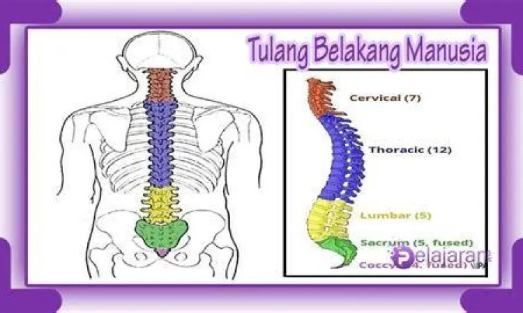 Struktur Tulang Belakang Lumbar Anatomi tulang belakang lumbar yang mengalami tekanan
