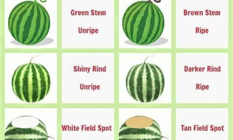 Tips Memilih Semangka Cara memilih buah semangka yang matang