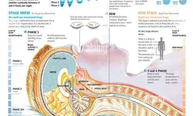 Aktivitas Otak Saat Bermimpi Aktivitas otak selama fase mimpi REM