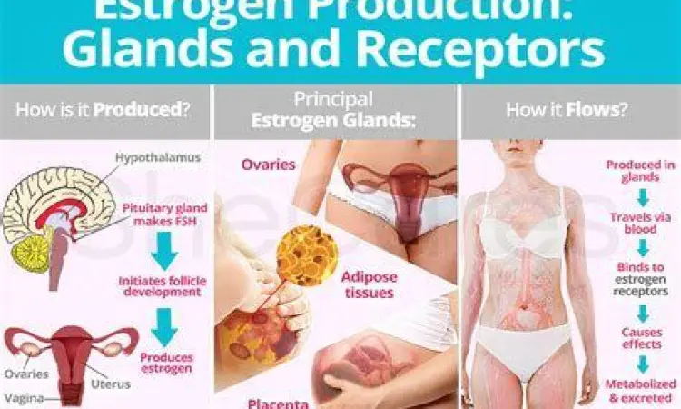 Diagram produksi hormon estrogen dalam tubuh