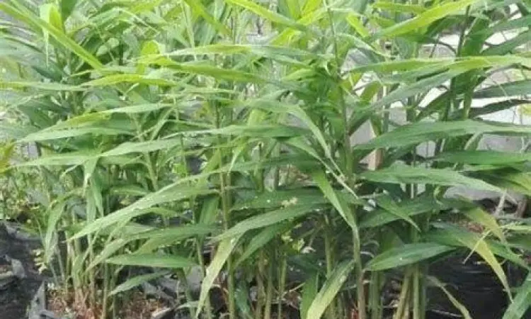 Bahan Alami Obat Pegal Linu obat pegal linu alami herbal