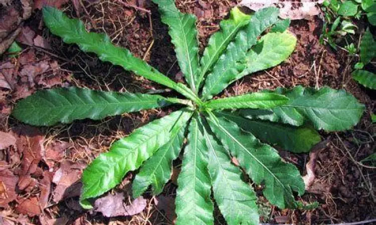 Tanaman daun tapak liman liar di padang rumput