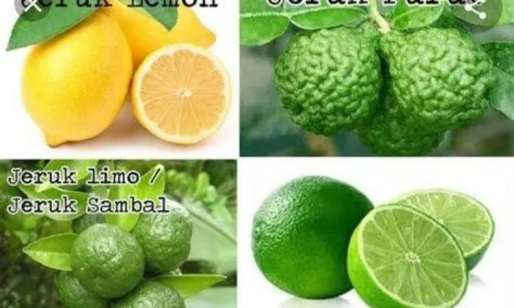 Infografis kandungan vitamin C dalam manfaat jeruk nipis