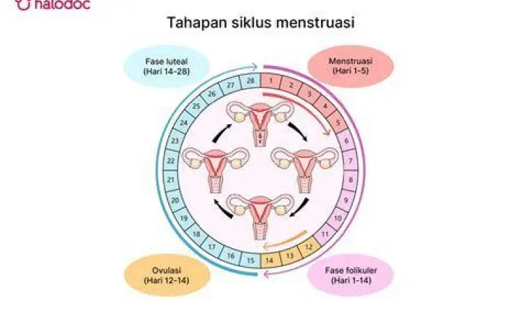 Ilustrasi stres mempengaruhi hormon reproduksi