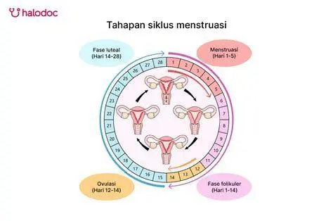 Dampak Stres pada Haid Ilustrasi stres mempengaruhi hormon reproduksi