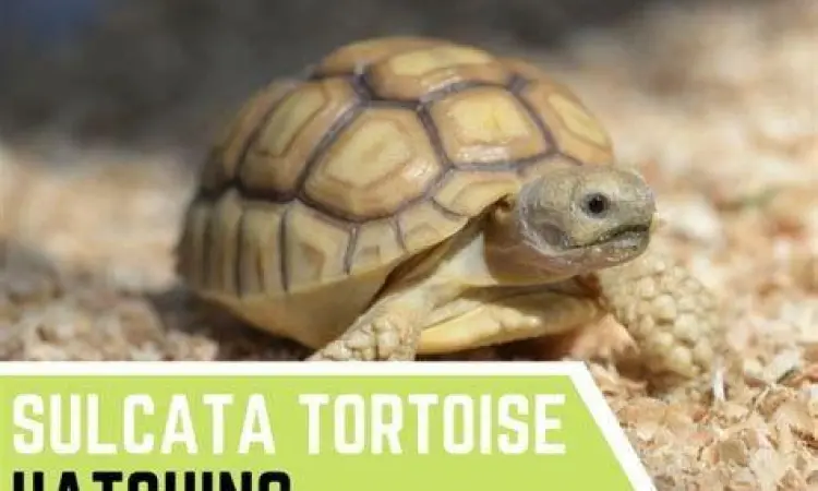 Anakan Sulcata yang Sehat bayi kura kura sulcata sehat