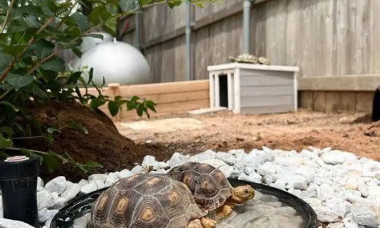 Habitat Luar Ruangan Sulcata kandang outdoor kura kura sulcata