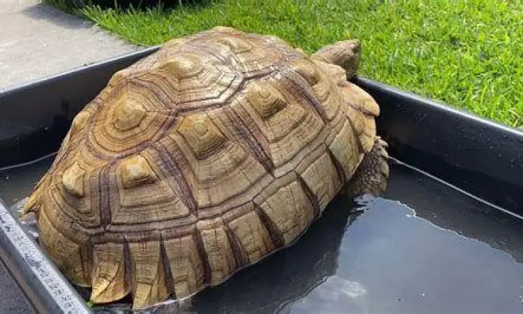 merendam kura kura sulcata