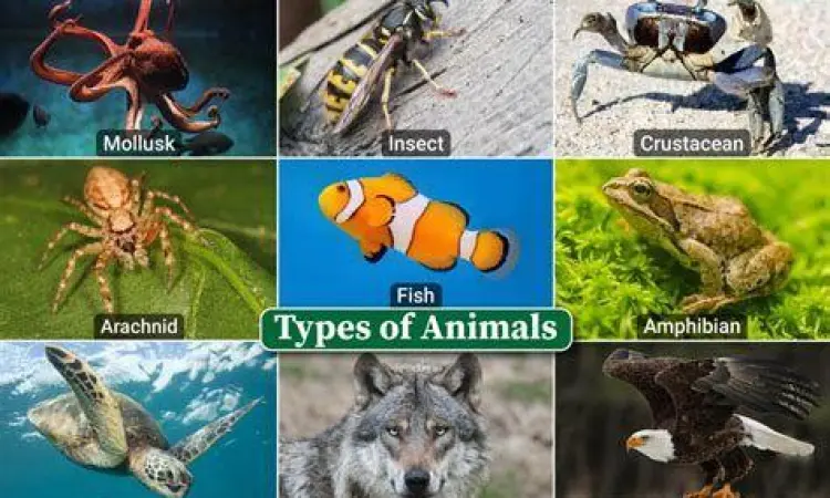 Natur-E Variants Perbandingan varian Natur-E untuk berbagai jenis kulit