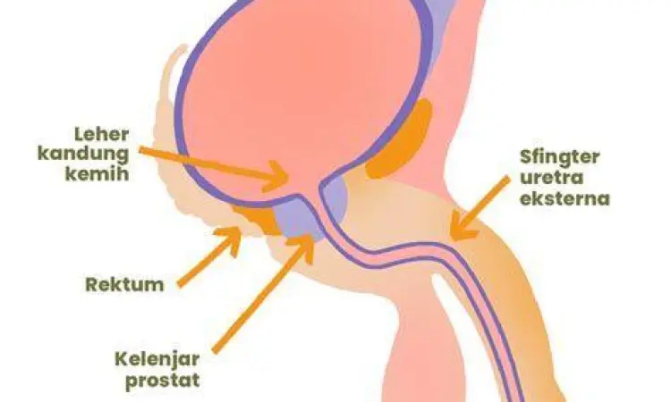 Fungsi Vital Prostat Fungsi cairan prostat bagi kelangsungan hidup sperma