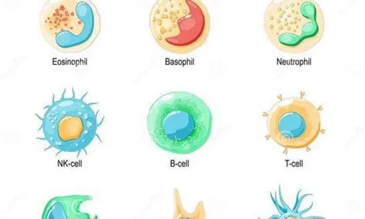 Mekanisme Leukosit Menyerang Bakteri Ilustrasi sistem kerja sel darah putih melawan patogen