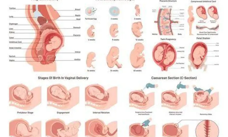 Anatomi rahim yang melindungi janin saat berhubungan intim