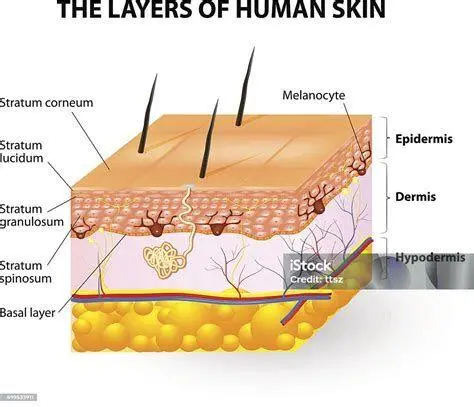 Anatomi Melanin Struktur melanosit pada lapisan kulit