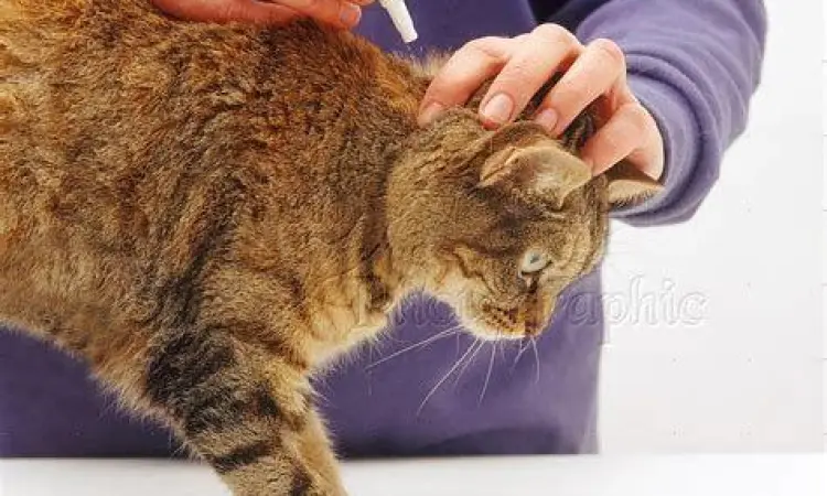 Cara mengaplikasikan obat kutu kucing spot-on