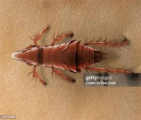 Siklus Hidup Parasit Tampilan kutu kucing di bawah mikroskop