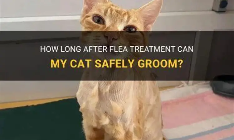 Kucing sehat setelah mendapatkan perawatan kutu