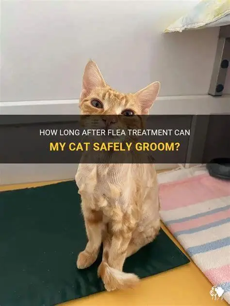 Kucing Bebas Kutu Kucing sehat setelah mendapatkan perawatan kutu