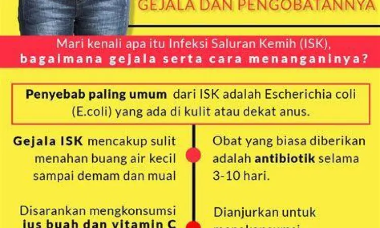 Ilustrasi sistem urinaria manusia