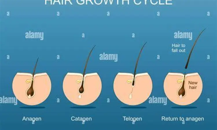 Siklus Pertumbuhan Rambut Diagram siklus pertumbuhan rambut manusia