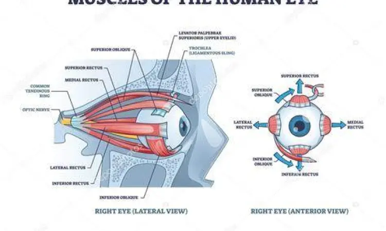 Anatomi Otot Kelopak Mata Struktur saraf dan otot pada area kelopak mata manusia