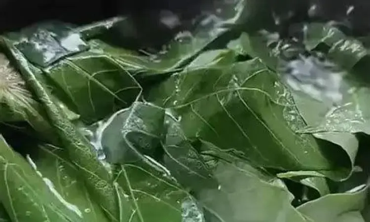 Proses perebusan daun singkong yang benar